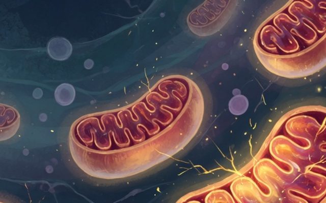 Glowing bean-shaped mitochondria with inner folds inside a translucent cell.