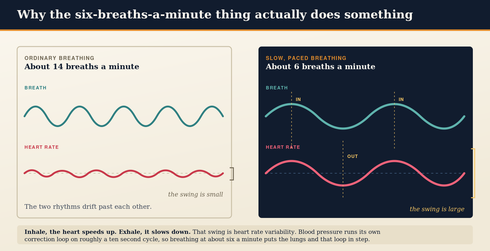 Two panel diagram. The left panel, labelled about 14 breaths a minute, shows a fast teal breath wave above a red heart rate line that ripples only slightly. The right panel, labelled about 6 breaths a minute, shows a slow breath wave above a heart rate wave with large matching swings, with dashed gold lines marking where each inhale and exhale lines up with a peak or trough in the heart rate.
