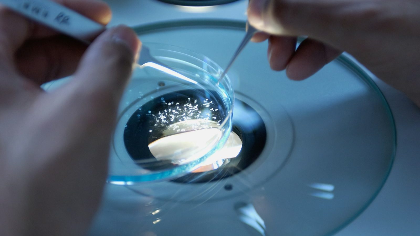A gloved hand uses tweezers to handle a small sample beside a petri dish in a laboratory.