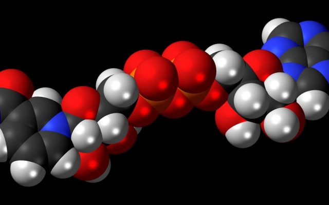 A ball-and-stick molecular model of the NAD+ molecule