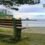 An empty wooden bench under a pine tree facing a calm bay and rock outcrops.