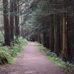 A dirt footpath running between tall conifer trunks in a forest, with distant walkers.