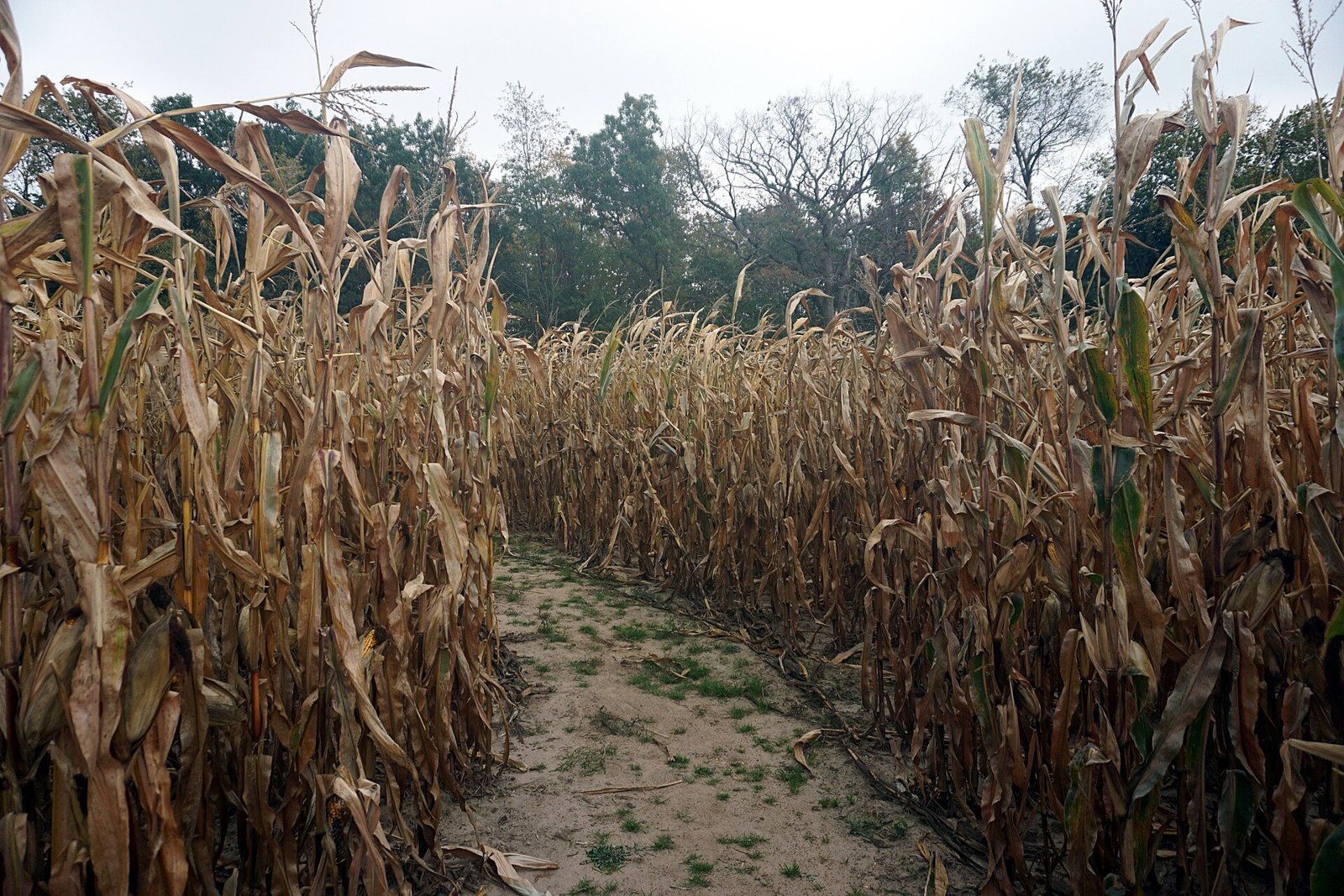A sandy path winding between tall dry cornstalks in a corn maze
