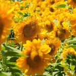 A dense field of bright yellow sunflowers in full bloom