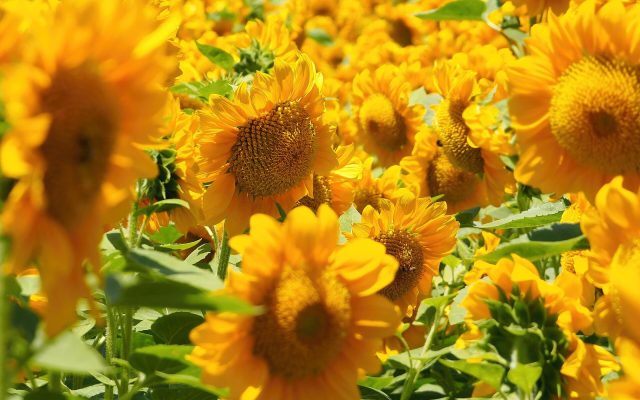 A dense field of bright yellow sunflowers in full bloom