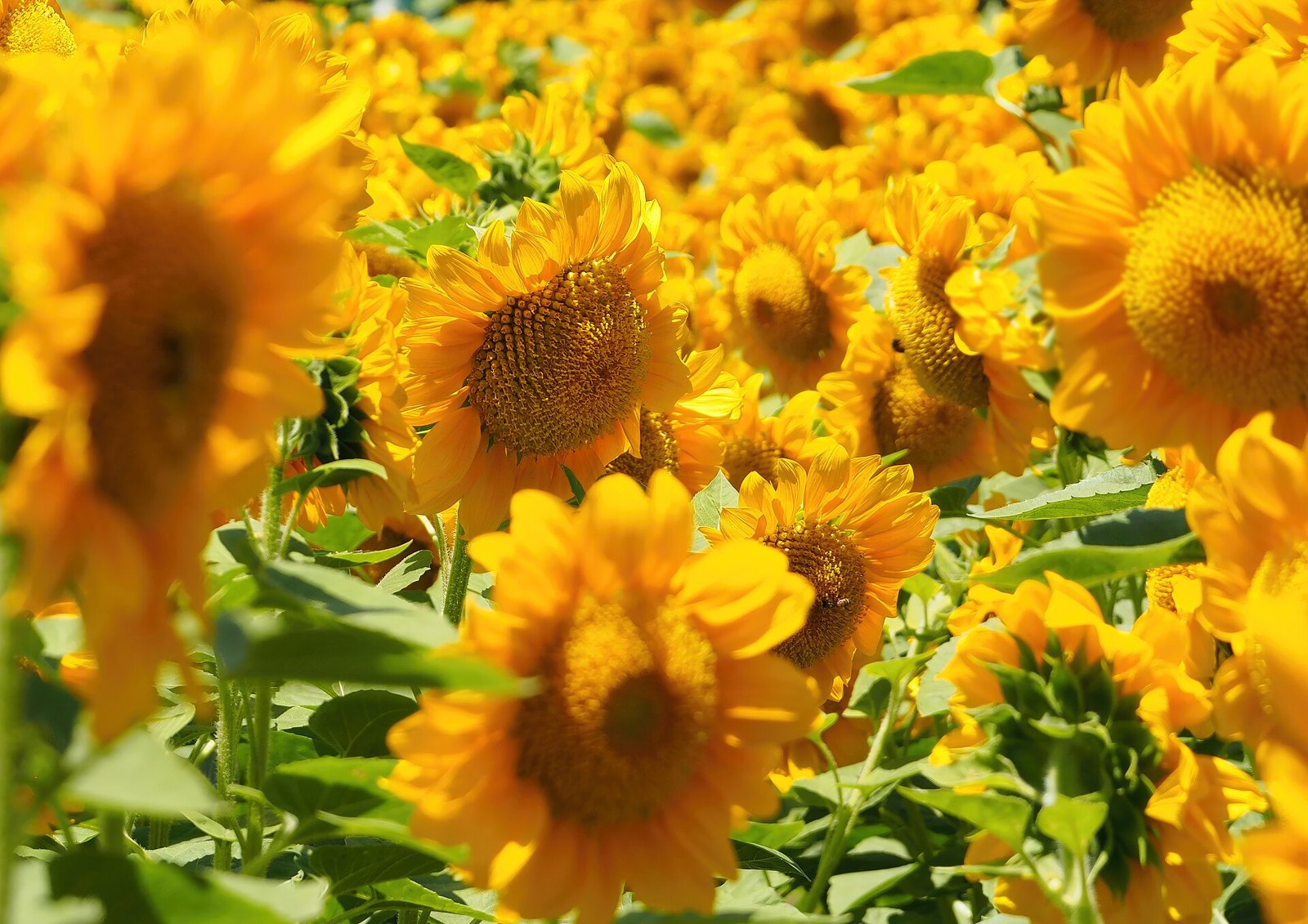 A dense field of bright yellow sunflowers in full bloom