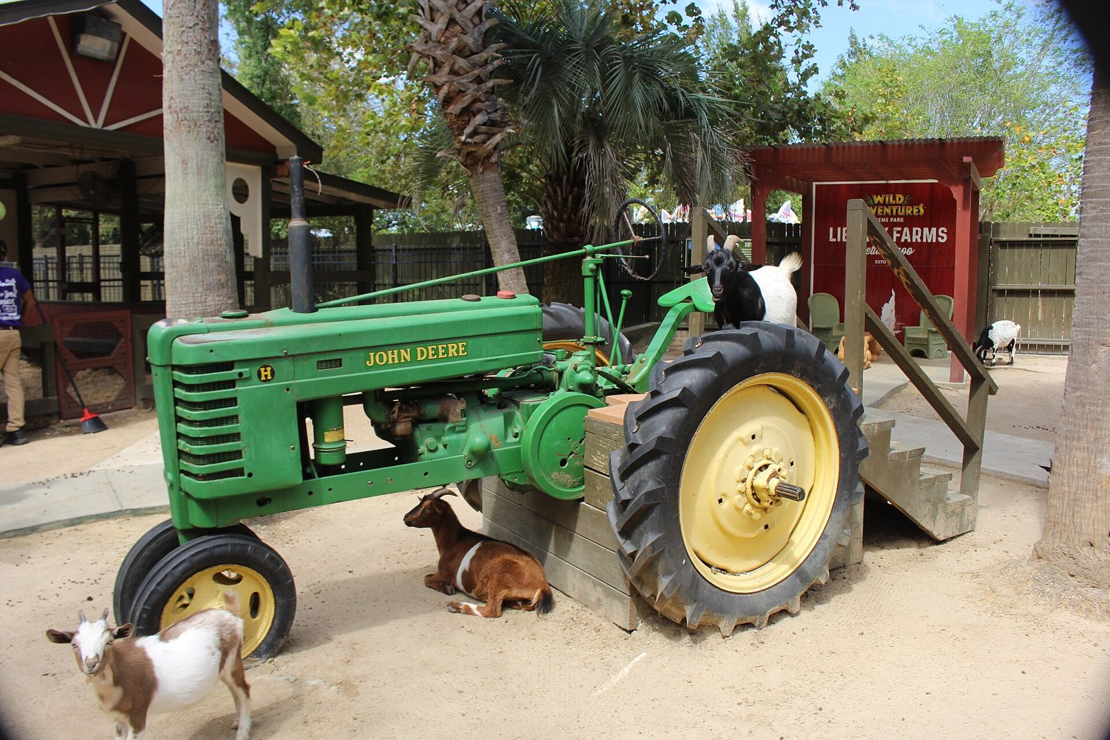 Goats climbing around a vintage green John Deere tractor at a petting zoo