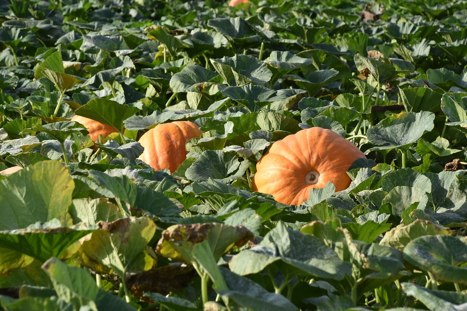Orange pumpkins growing among green vines in a pumpkin field