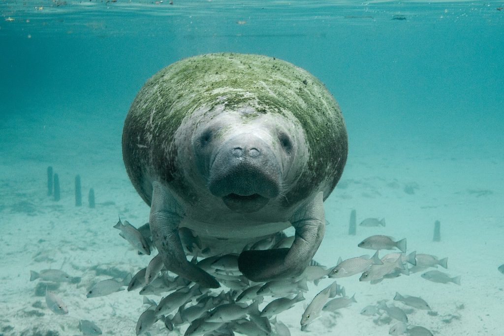 A manatee faces the camera head-on in clear turquoise water, flippers tucked in, with a school of small fish gathered below it.