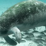 A Florida manatee with algae on its back swims in clear blue-green water above a sandy bottom, with a school of small fish beneath it.