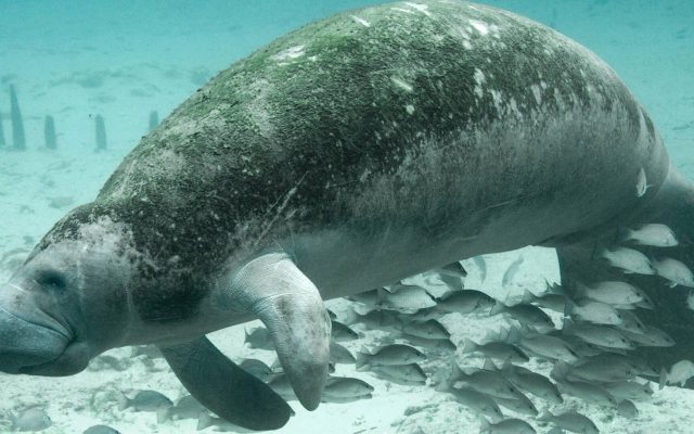 A Florida manatee with algae on its back swims in clear blue-green water above a sandy bottom, with a school of small fish beneath it.