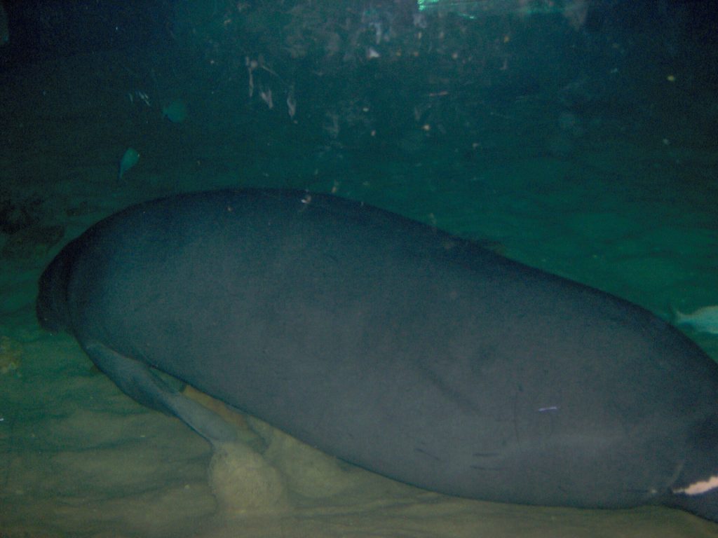 A manatee rests low in a dim aquarium tank with its gray back filling most of the frame and a small fish near the top.
